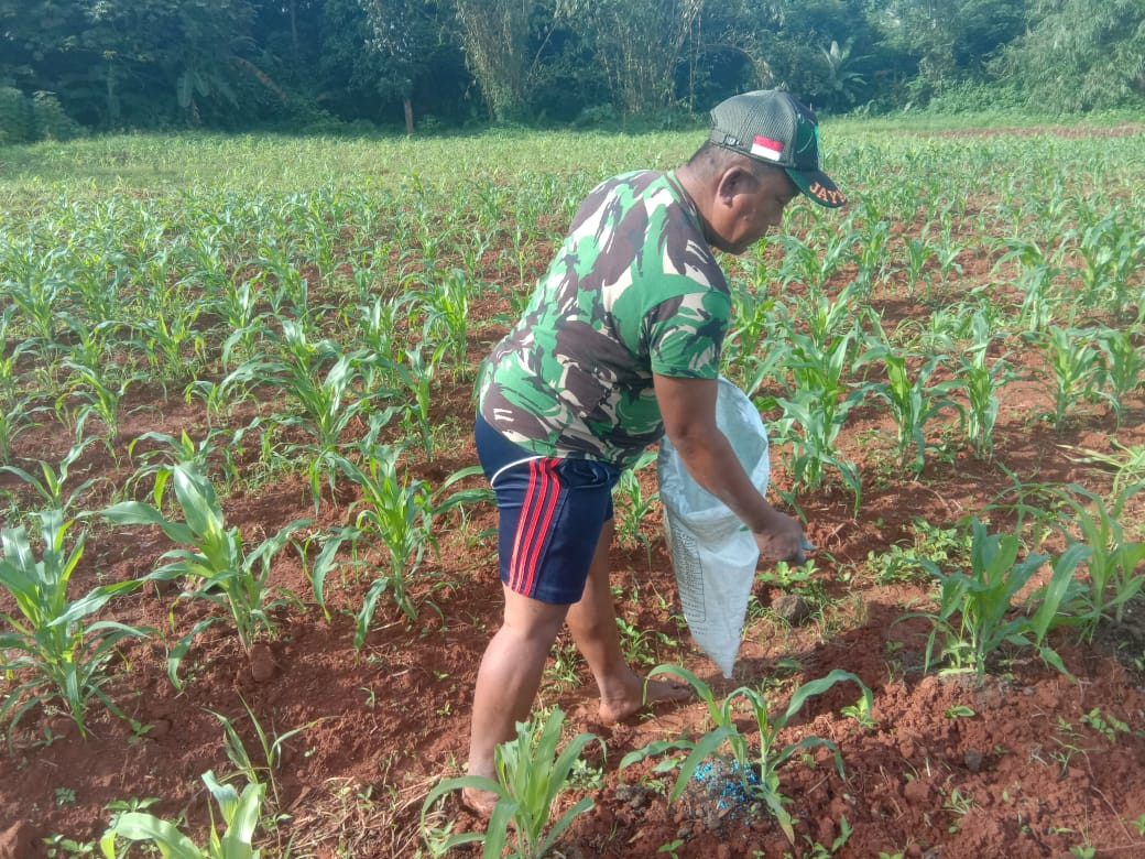 Ketahanan Pangan, Babinsa Rawat Tanaman Jagung Food Estate