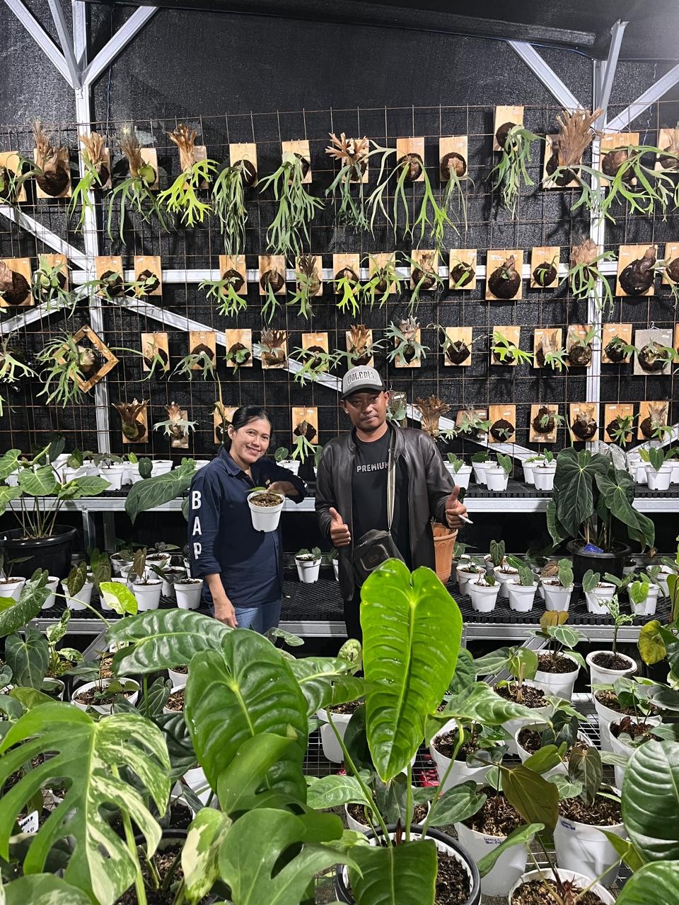 Mas Edi, Raja Tanaman Hias: Koleksi Fantastis Hadir di Cipanas